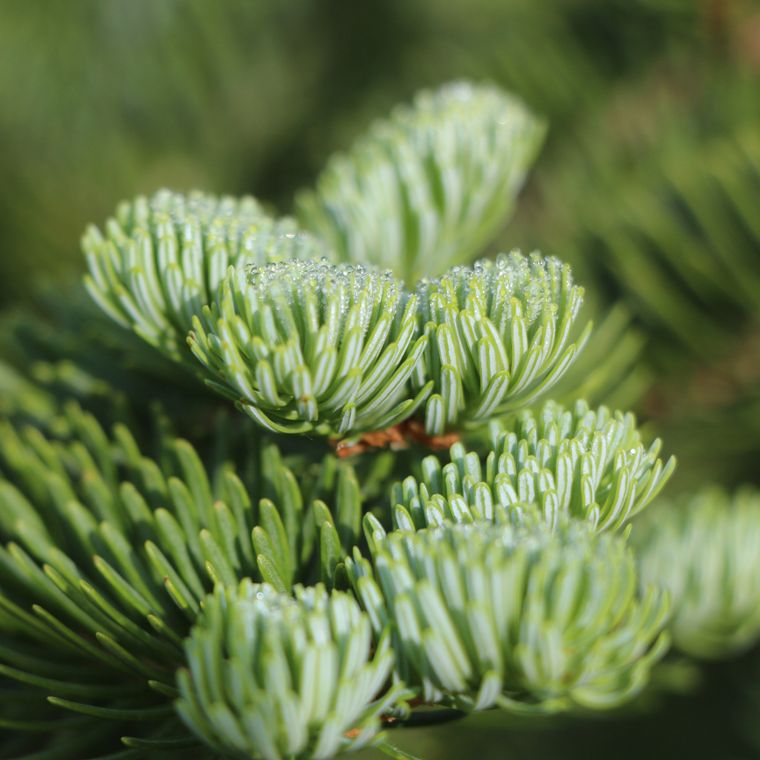 Living Christmas Tree | Balsam Fir | Seed Grow Kit - Brazen Ranch