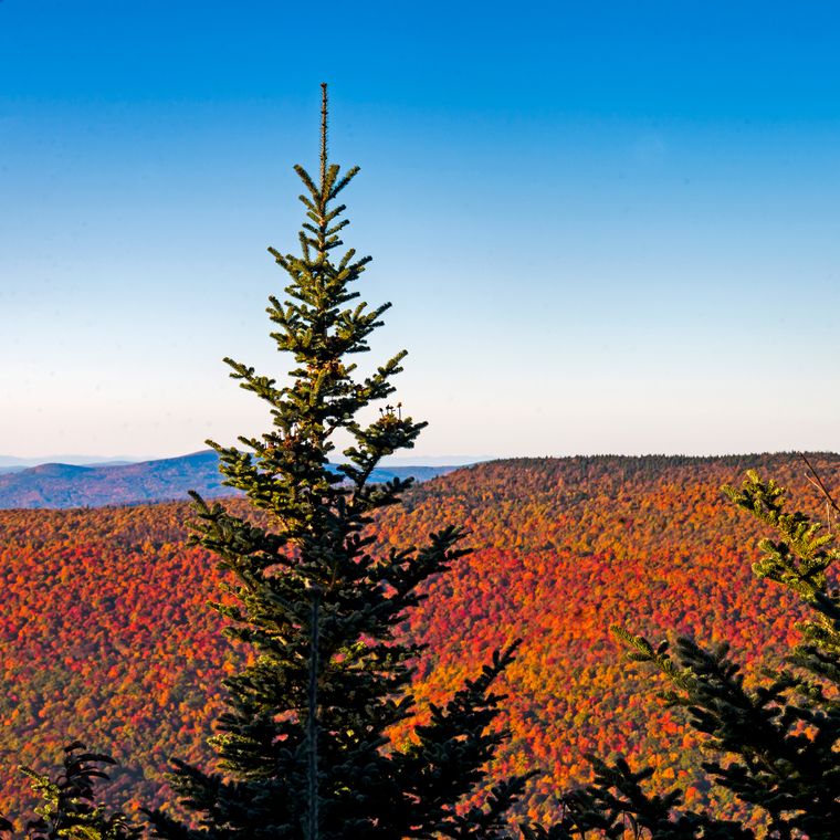 Living Christmas Tree | Balsam Fir | Seed Grow Kit - Brazen Ranch