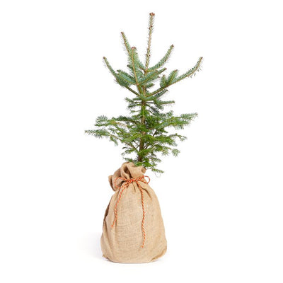 Living Christmas Tree | Balsam Fir | Seed Grow Kit - Brazen Ranch